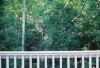 Private View Forest